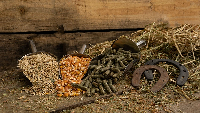 Aliment-cheval-accueil-footer Granulé MG Sport alimentcheval.fr